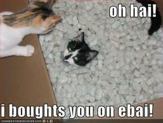 HD Animals Funny Cats With Words