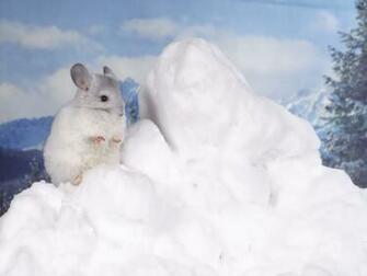Animals Chinchilla Wallpaper