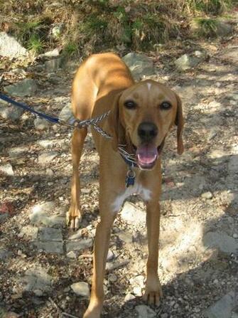 Best Redbone Coonhound Wallpaper Atl