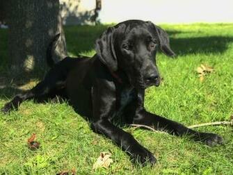 Black Labrador Retriever Cool Wallpaper Dogbreedswallpaper