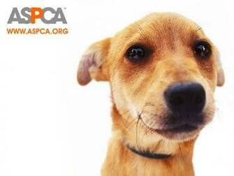 Best Spca Wallpaper Aspca