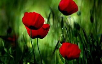 Flowers Poppies Wallpaper Wallpoper