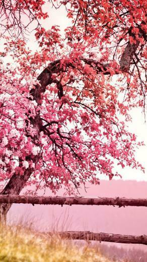 Nature Pink Wallpaper Cherry Blossom Tree Image By