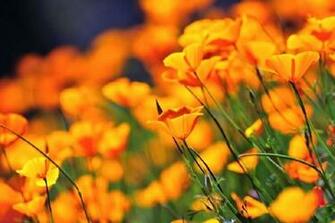 Free download Wallpaper with Point Buchon poppy meadows California