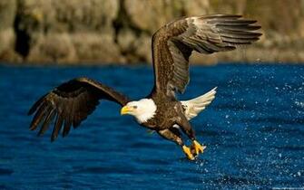 Eagle Flying Wallpaper High Definition