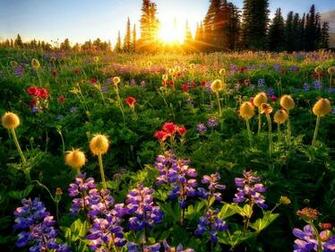 Spring Flowers At Sunrise Wallpaper HD