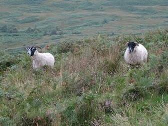 Scottish Blackface Sheep Cool HD Wallpaper