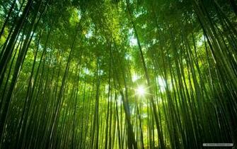 Wallpaper Nature Windows Themes Landscape