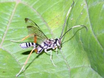 Ant Wasp And Bee Wallpaper