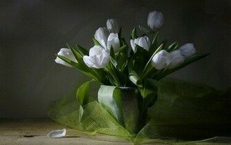 Tulips Still Life Wallpaper Stock Photos