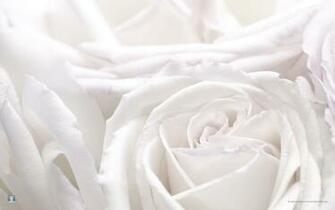 White Roses Flowers Wallpaper