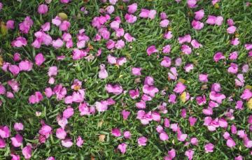Wallpaper Grass Flowers Background Petals