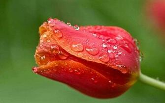 Bud Drops HD Wallpaper