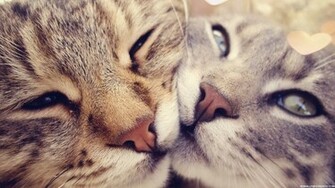 Cute Cats Wallpaper Jpg