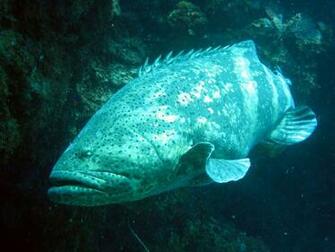 Deep Sea Fish Animals Wallpaper