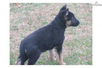 Meet Merry Christmas A Cute German Shepherd Puppy For