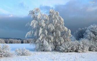Snowy Forest Trees Field Sky Wallpaper