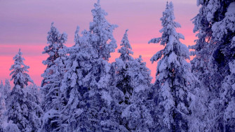 Winter Forest Wallpaper