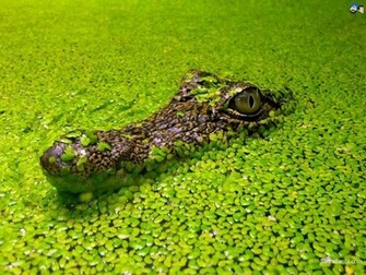 Santabanta Wallpaper Nature Hawaii Dermatology Picture