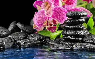 Orchid Desktop Background Photos HD Wallpaper Image Pictures