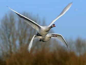 Desktop Wallpaper Amazing Love Birds