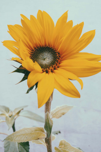 Yellow Sunflower Aesthetic Wallpaper