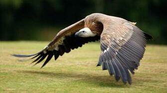 Vulture Wallpaper