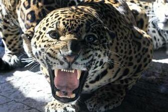 HD Photo Of Jaguar Predator Mouth Imagebank Biz