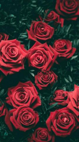 Ashes Leon On Anthor World Red Roses Wallpaper Rose