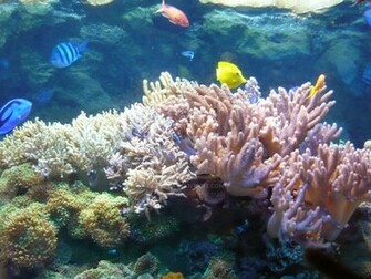 Aquatic Wallpaper Top HD NicewallpaperHD