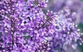 Lilac Wallpaper