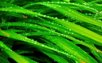 Apple Water Computer Mac Wallpaper Leopard Leaves