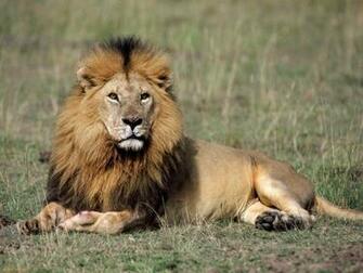 Lion HD Wallpaper High Definition iPhone