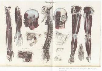 Human Anatomy Wallpaper Art Maxwallon