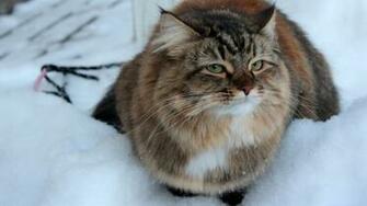 Grumpy Cat In The Snow Wallpaper
