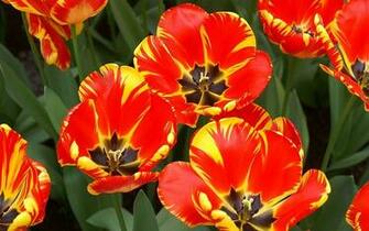 Tulip Garden Wallpaper Dutch Tulips Photos Holand