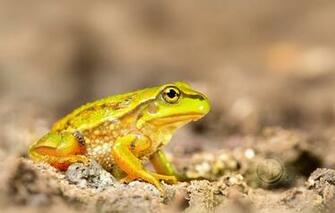 Wallpaper Frog Nature Close Up Animals