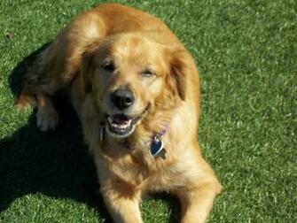 Dosha Golden Bond Rescue