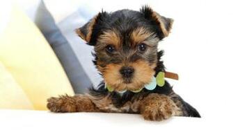 Yorkshire Terrier Im Genes Y Wallpaper De Perros