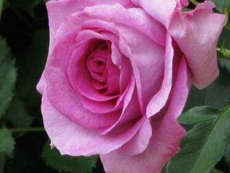 Nature Roses Desktop Background Pixel Popular HD Wallpaper