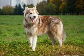Related Pictures Alaskan Malamute Dog Wallpaper