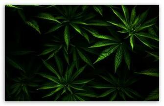 Weed Wallpaper