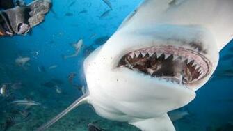 Bull Shark Wallpaper Background