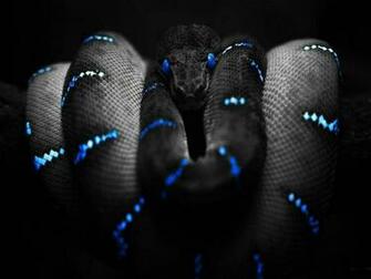 HD Anaconda Wallpaper Net