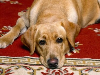 Yellow Lab Wallpaper Jpg