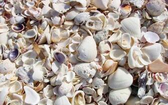 Shells Wallpaper