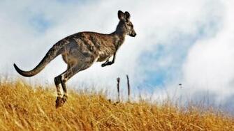 Kangaroo Animal Facts HD Wallpaper