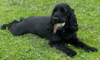Black Cocker Spaniel HD Wallpaper Animals