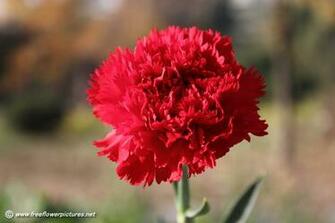 Bouquets Carnations Light Blue Silk Flowers Dws1241