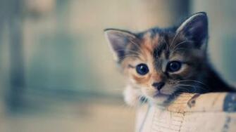 Cats Animals Wallpaper HD Desktop